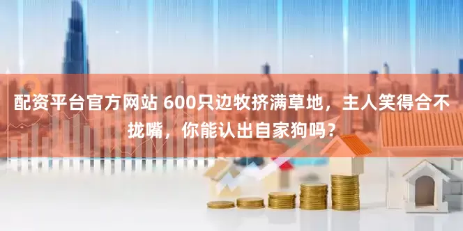 配资平台官方网站 600只边牧挤满草地，主人笑得合不拢嘴，你能认出自家狗吗？